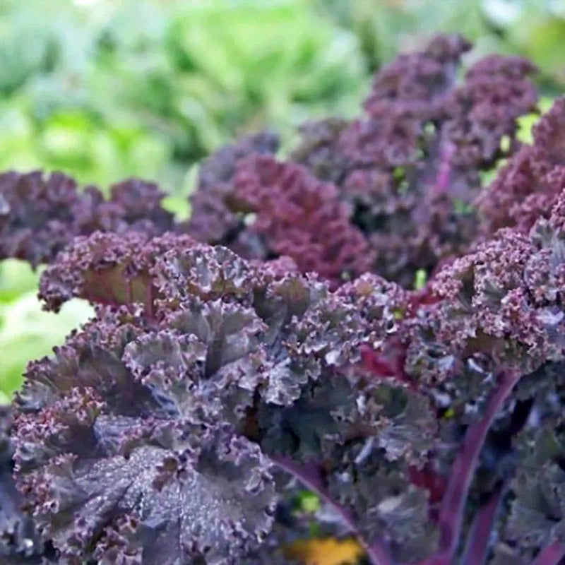 Heirloom Kale Seeds | Garden Kale Seed Kit - Easy Grow, Nutritious Leafy Greens