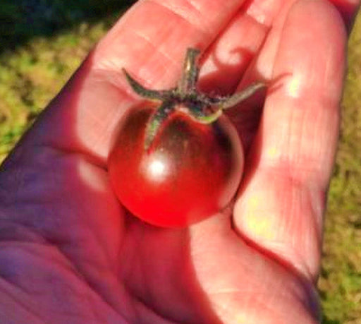 Indigo Cherry Tomato