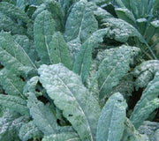 Heirloom Kale Seeds | Garden Kale Seed Kit - Easy Grow, Nutritious Leafy Greens