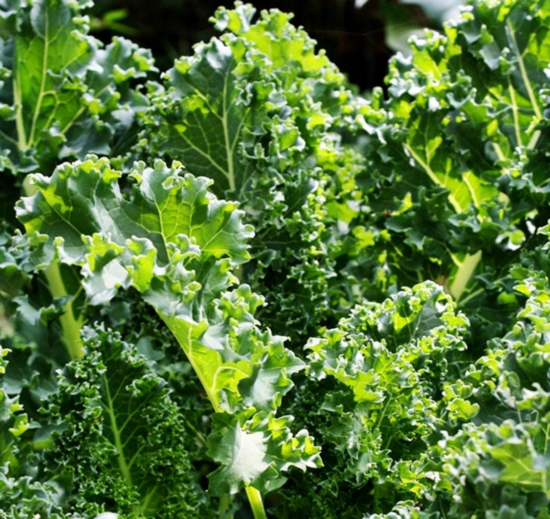 Heirloom Kale Seeds | Garden Kale Seed Kit - Easy Grow, Nutritious Leafy Greens