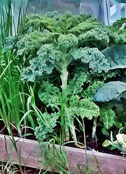 Heirloom Kale Seeds | Garden Kale Seed Kit - Easy Grow, Nutritious Leafy Greens