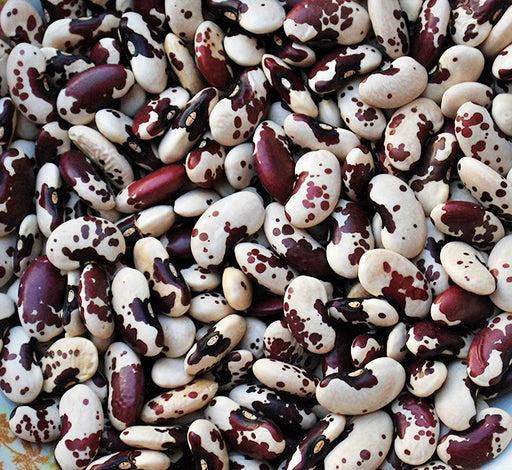 Jacobs Cattle Beans - Heirloom Dry Bush Beans | Large Kidney, Nutty Flavor