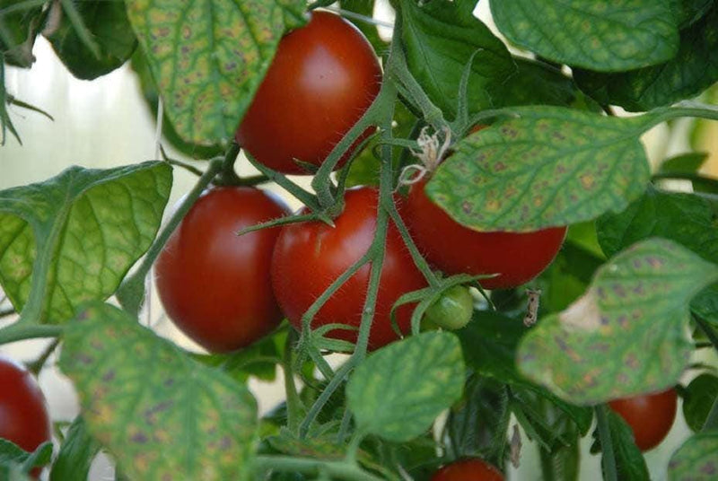 Polar Star Tomato