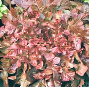 Red Salad Bowl Lettuce - Heirloom Leaf Lettuce Seeds | Fast Growing, Non GMO