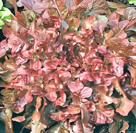 Red Salad Bowl Lettuce - Heirloom Leaf Lettuce Seeds | Fast Growing, Non GMO