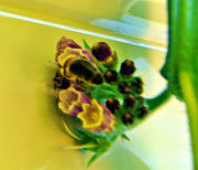 Butterfly and Hummingbird Wildflower Seed Mix