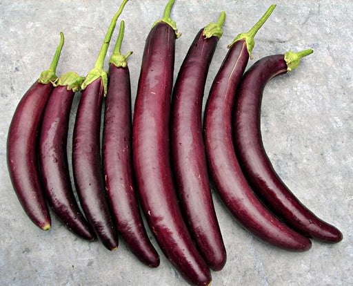 Long Purple Eggplant Seeds - Heirloom Non GMO Vegetable Plant For Stir Fry