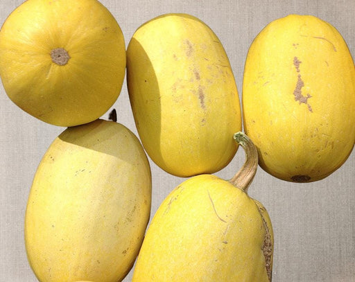 Winter Squash Seeds - Heirloom Vegetable Spaghetti Squash | Yellow Oblong, Non GMO