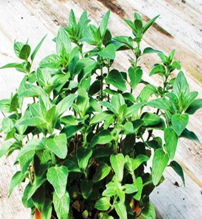 Stevia Sweet Leaf