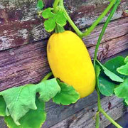 Winter Squash Seeds - Heirloom Vegetable Spaghetti Squash | Yellow Oblong, Non GMO