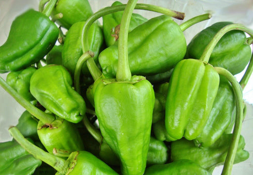 Padron Hot Pepper Seeds – Heirloom Spanish Peppers for Mild Frying & Pickling