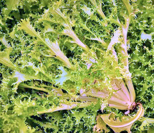 A close-up view of a vibrant green leafy vegetable, likely a type of lettuce, with its intricate, overlapping fronds and stems.