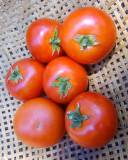 Forest Fire Tomato