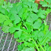 Rak Tamachat Cilantro Heirloom Seeds - Large Leaf Thai Variety | Non GMO