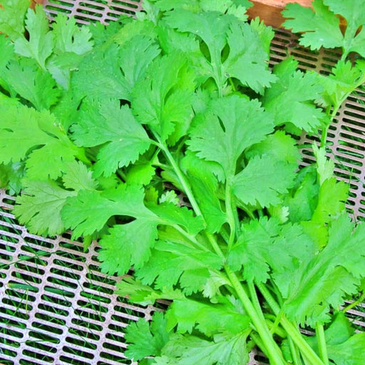 Rak Tamachat Cilantro Heirloom Seeds - Large Leaf Thai Variety | Non GMO