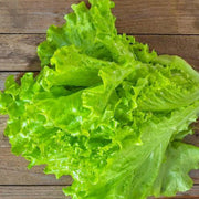 Tango Lettuce Seeds – Heirloom Oak Leaf Curled Baby Lettuce for Fresh Salad Greens
