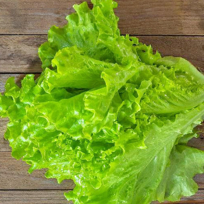 Tango Lettuce Seeds – Heirloom Oak Leaf Curled Baby Lettuce for Fresh Salad Greens