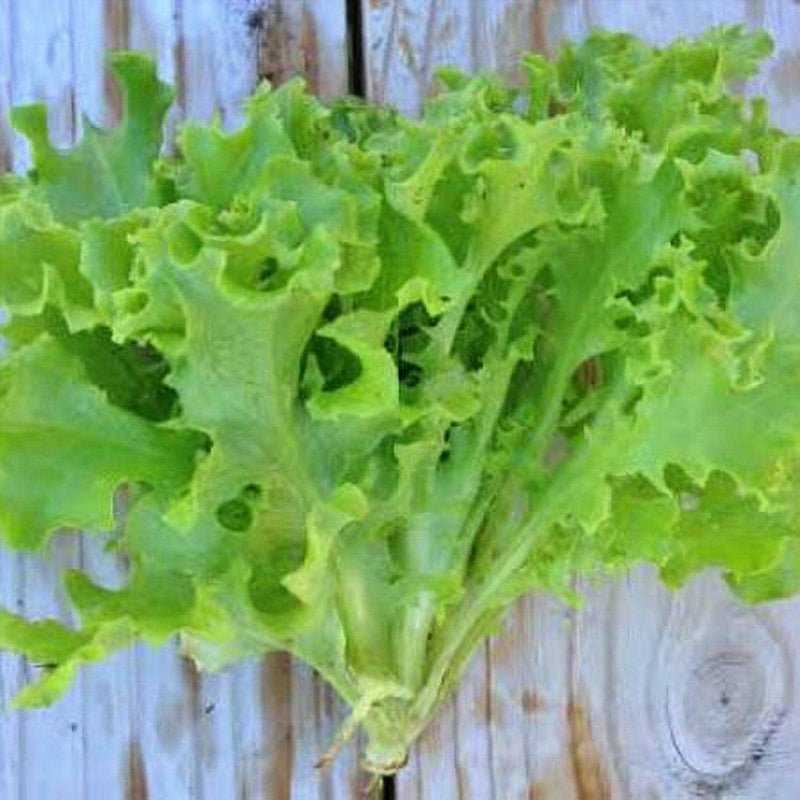 Tango Lettuce Seeds – Heirloom Oak Leaf Curled Baby Lettuce for Fresh Salad Greens