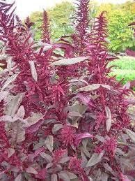Red Garnet Amaranth Heirloom Seeds - Edible Flowering Amaranth for Salads & Grain