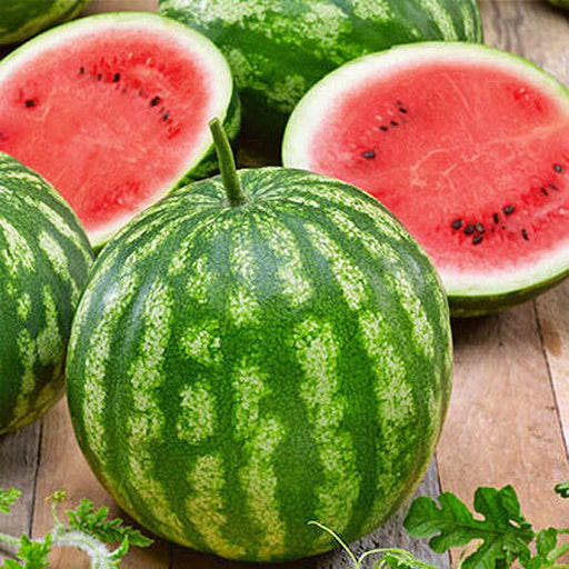 Cal Sweet Bush Watermelon - Compact Patio Melon Plant With Juicy Sweet Red Flesh