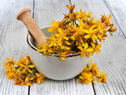 St Johns Wort Herb - Organic Medicinal Herb Seeds | Yellow Flowering Shrub