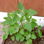 Lambsquarters Seeds