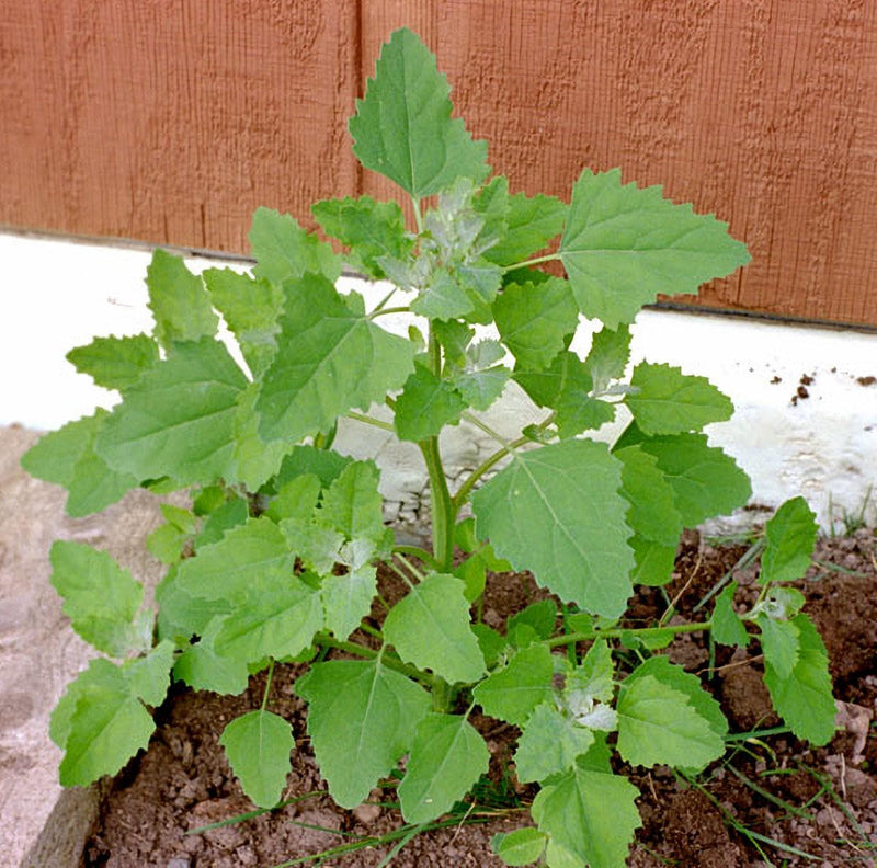 Lambsquarters Seeds