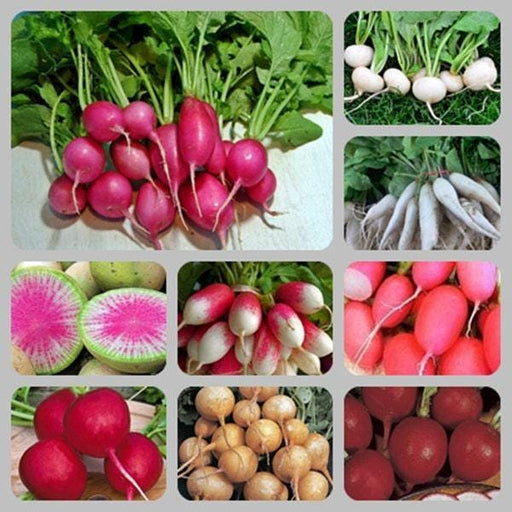 Extreme Radish Mix – Heirloom Non GMO Seeds | Fast Growing Colorful Varieties