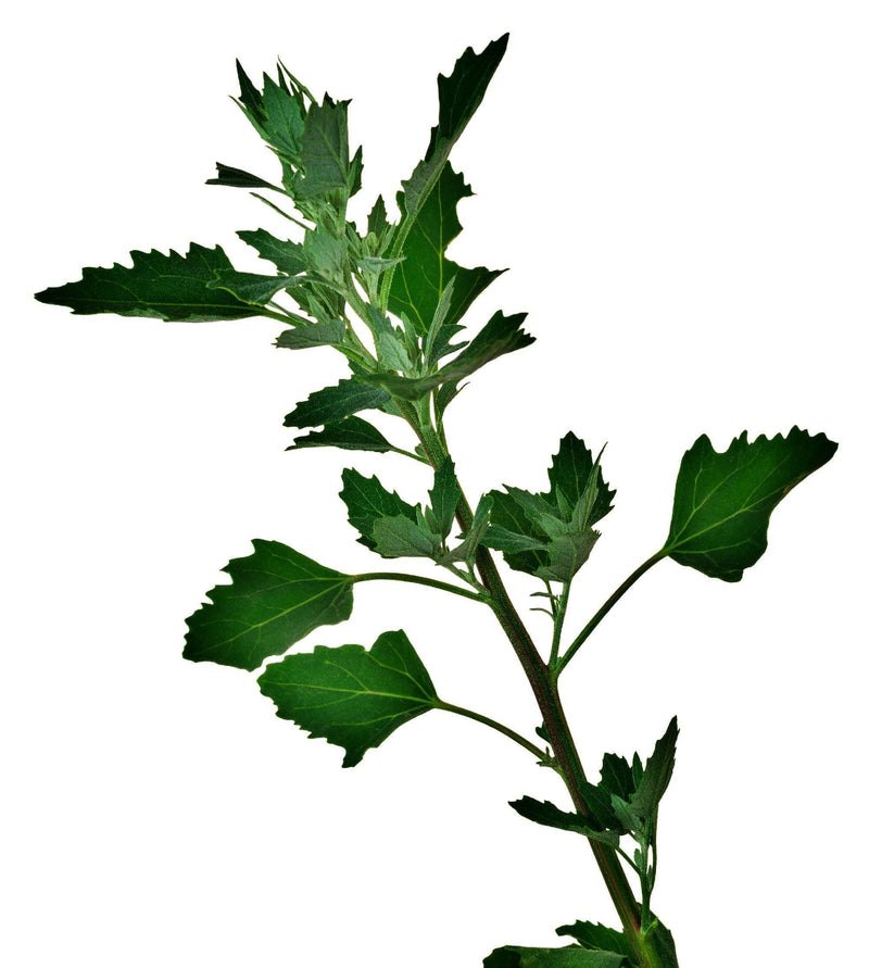 Lambsquarters Seeds