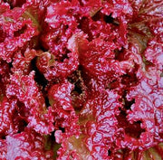 Red Velvet Lettuce - Heirloom Leaf Seeds | Slow Bolt, Mild Flavor