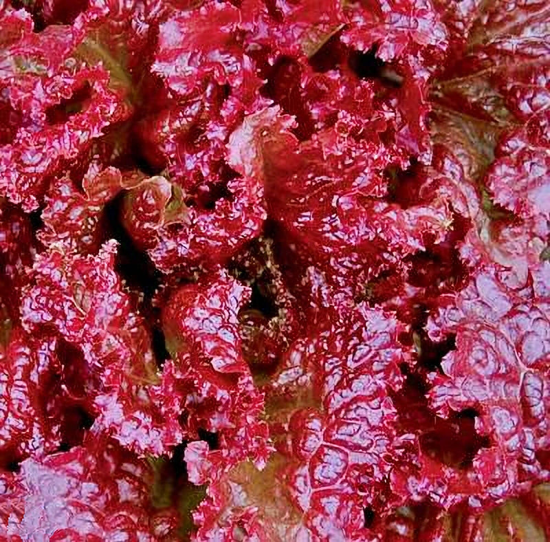 Red Velvet Lettuce - Heirloom Leaf Seeds | Slow Bolt, Mild Flavor
