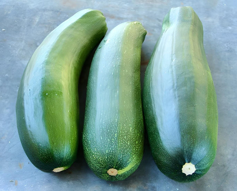 Black Beauty Zucchini - Heirloom Summer Squash Seeds | Non GMO, Early Maturity
