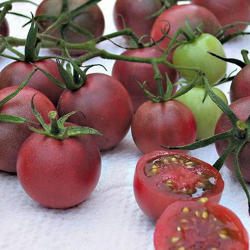 Chocolate Cherry Tomato