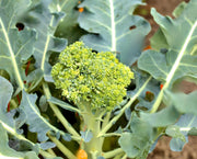 Sprouting Broccoli Seeds – Heirloom Italian Variety With Blue Green Heads