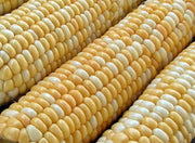 Double Standard Sweet Corn – Early Maturing Bicolor Open Pollinated Seeds
