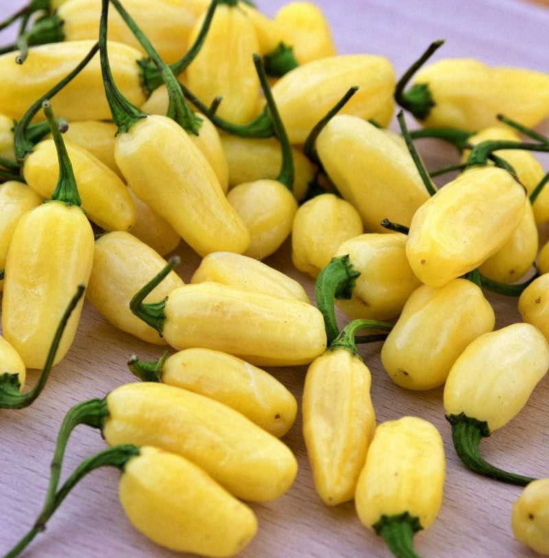 Habanero White Pepper - Hot Pepper Seeds | Heirloom, Non GMO, Capsicum Chinense Variety