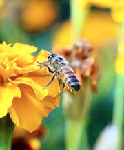 Bee Friendly Wildflower Mix