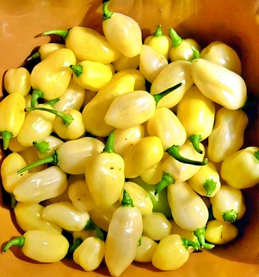 Habanero White Pepper - Hot Pepper Seeds | Heirloom, Non GMO, Capsicum Chinense Variety