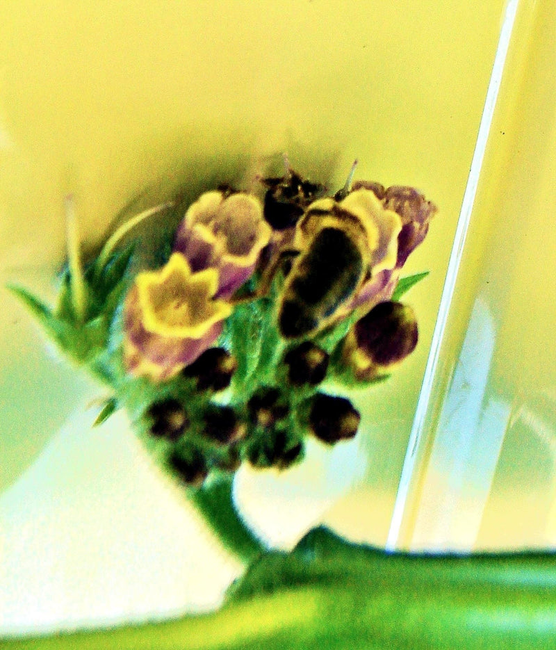 Bee Friendly Wildflower Mix