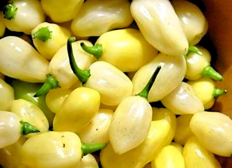 Habanero White Pepper - Hot Pepper Seeds | Heirloom, Non GMO, Capsicum Chinense Variety