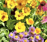 Bee Friendly Wildflower Mix