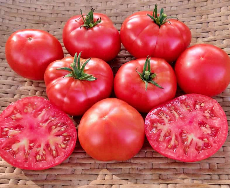 Perfect Rogue Tomato