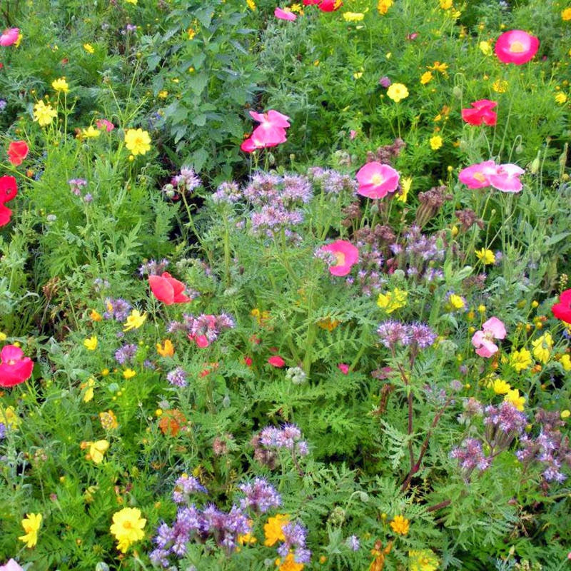 Bee Friendly Wildflower Mix