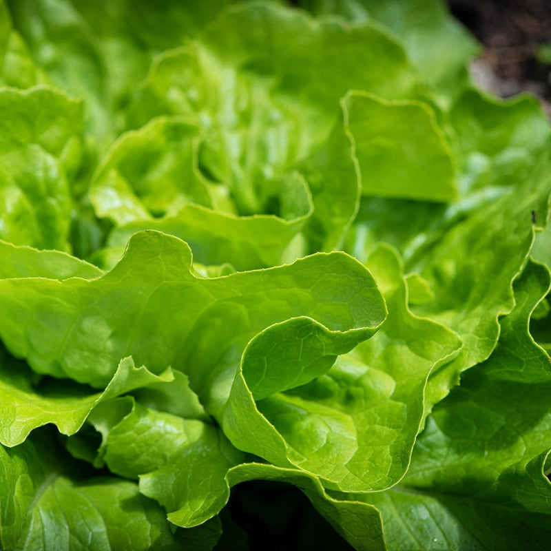 Speckles Butterhead Lettuce