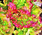 Prizehead Leaf Lettuce Seeds – Heirloom, Slow Bolt, Crisp Salad Variety