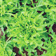 Sandy AAS, Leaf Lettuce