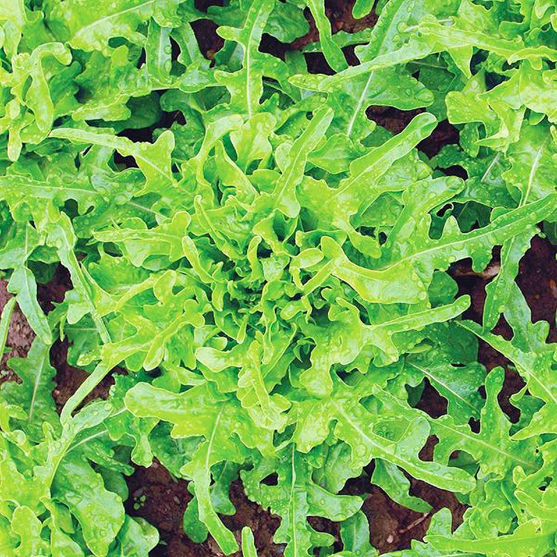 Sandy AAS, Leaf Lettuce