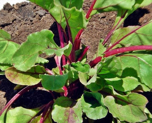 Bunching Beets Heirloom Seeds – Flat Globe Red Roots & Garden Greens