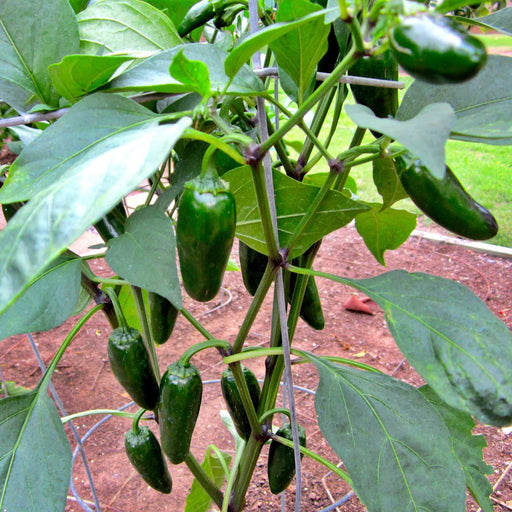 Nadapeno (Heatless) Jalapeño Pepper