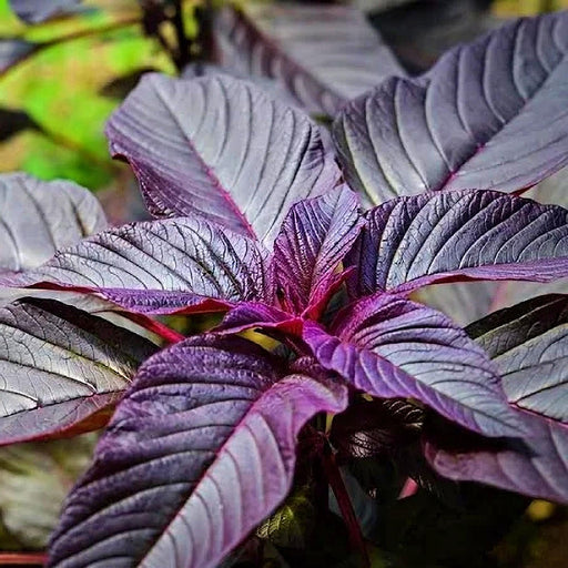 Hopi Red Dye Amaranth Seeds - Heirloom Annual Vegetable Seeds With Purple Green Leaves